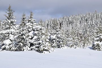 Een besneeuwd bos na de storm van Claude Laprise