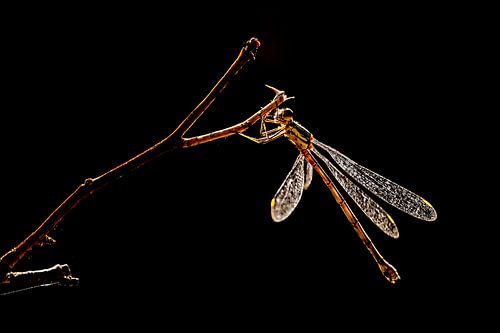 Libelle im Gegenlicht