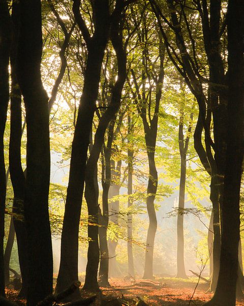 Speuldersbos by Bastiaan Van der Ploeg