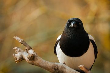 Selfie van een ekster van Marcel Jagt