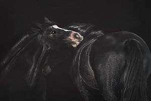 Zärtliche Pferdeliebe vor tiefschwarzem Hintergrund - Tierfotografie für elegante Interieurs
