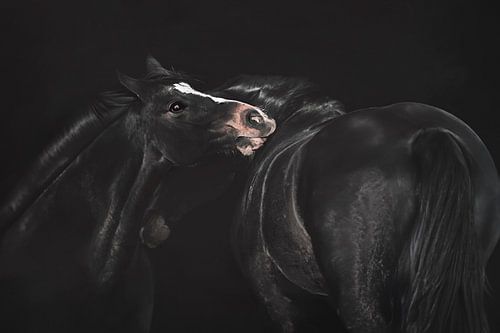 Tedere Paardenliefde tegen Diepzwarte Achtergrond - Dierenfotografie voor Elegante Interieurs