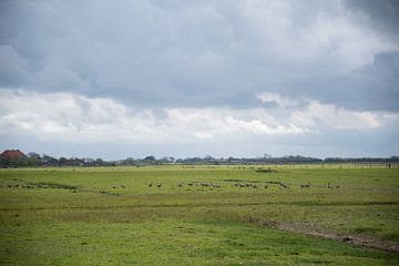 Texel geese by Greetje Heemskerk