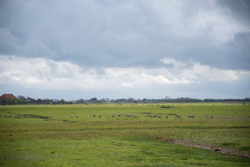 Texel-Gänse von Greetje Heemskerk
