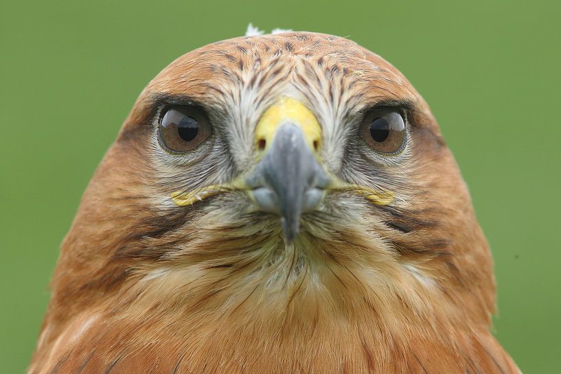 Long-legged Buzzard (Buteo rufinus) by Ronald Pol