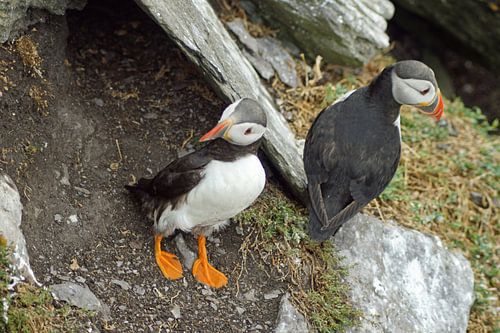 Papegaaiduikers op het eiland Skellig Michael in Ierland