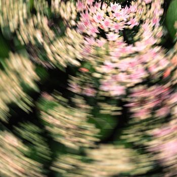 Painting the light of soft pink flowers