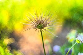 Peinture photographique sur Monika Scheurer