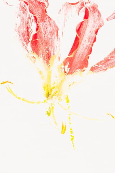 Gloriosa in Eis 2 von Marc Heiligenstein