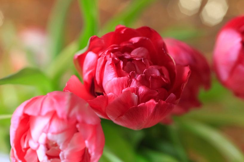 Filled tulip by Thomas Jäger