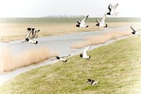 Oystercatchers / vrije vogels