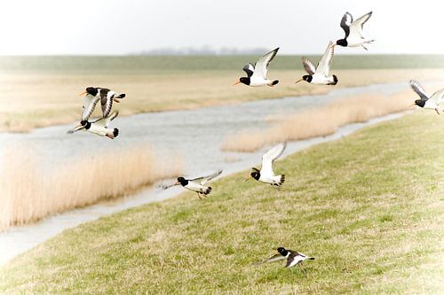 Austernfischer / freie Vögel