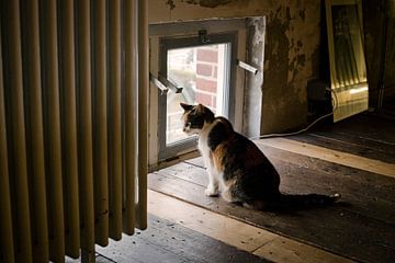 Cat in attic by Robert van Willigenburg