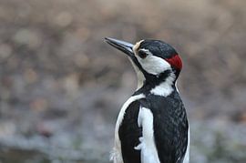 Great spotted woodpecker by Paul van Slobbe