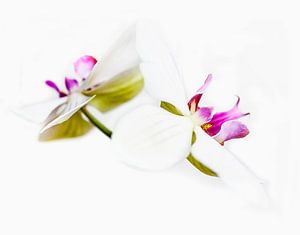 Orchideeën in kleur sur Anouschka Hendriks