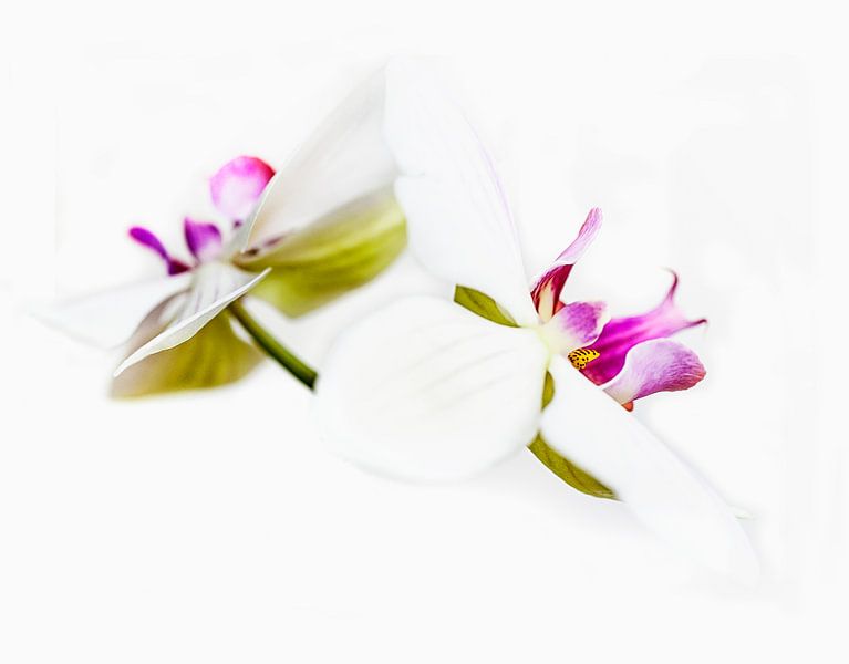 Orchideeën in kleur van Anouschka Hendriks
