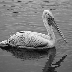 An elegant pelican on calm water by Jose Lok