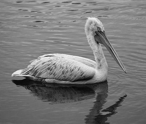 Ein eleganter Pelikan auf ruhigem Wasser