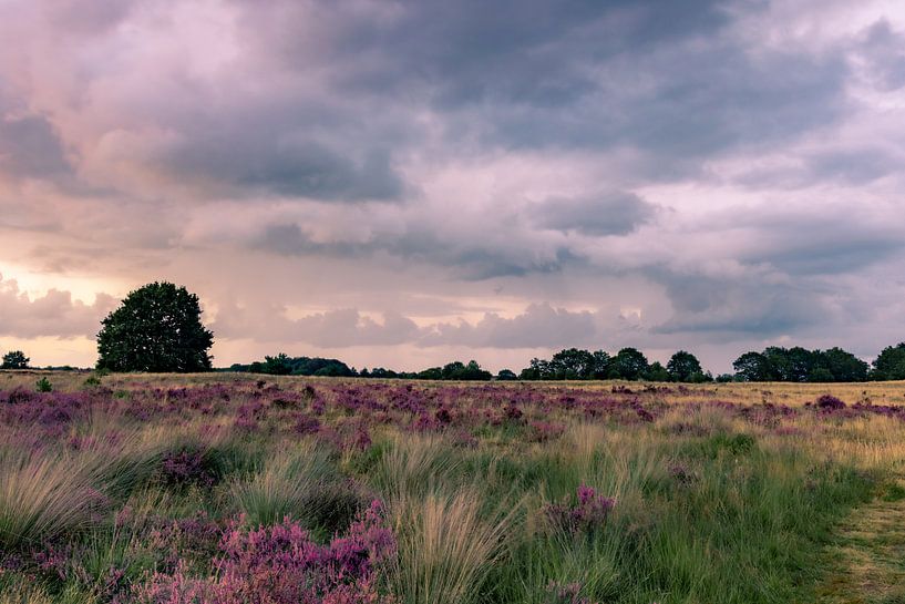 Op de heide van Johan Mooibroek