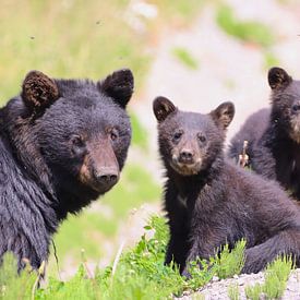 Nieuwsgierige berenfamilie van Olaf in Canada