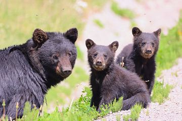 Nieuwsgierige berenfamilie