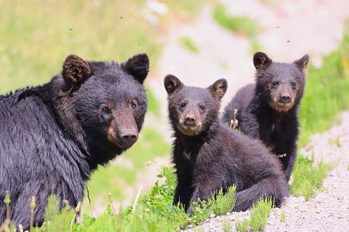 Nieuwsgierige berenfamilie