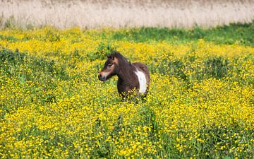 Pferd im Feld mit bunten Butterblumen von Natuurpracht   Kees Doornenbal
