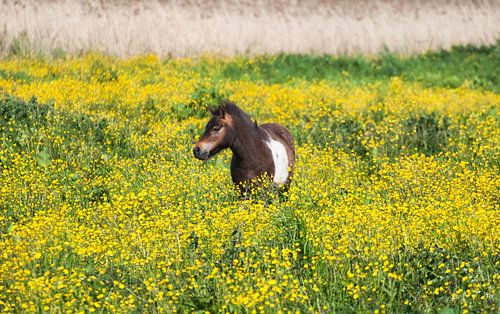 Paardje in veld met kleurrijke boterbloemen