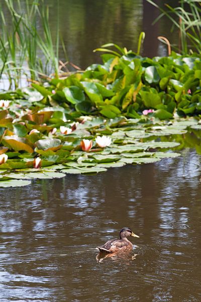 Étang à canards avec nénuphars par t.ART