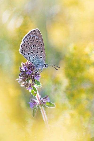Papillon dans une mer de fleurs par Samuel Houcken