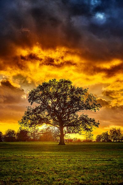 Boom bij zonsondergang van Stefan Dinse