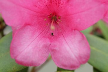 rhododendron  by MaSlieFotografie