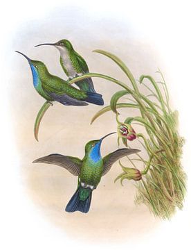 Simons 'Sabre-Wing, John Gould van Hummingbirds