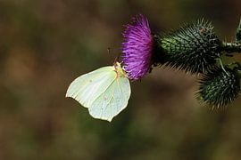 Magnificent lemon butterfly by Thomas Jäger