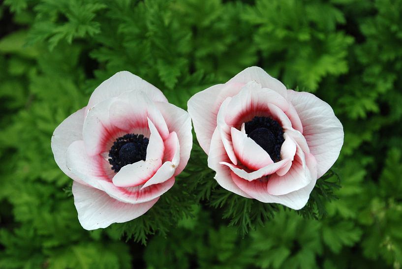 Bloemen in de natuur van Carolina Vergoossen