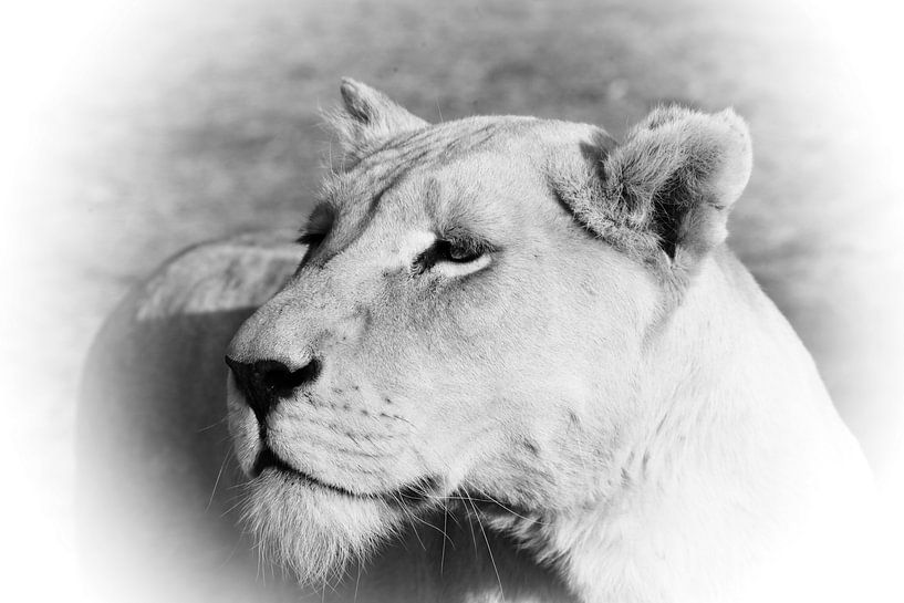 Fière Dame du Lion Blanc sw 4882 par Barbara Fraatz