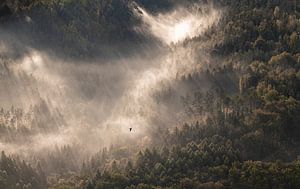 Nebelmorgen in der Sächsischen Schweiz