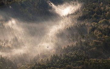 Nebelmorgen in der Sächsischen Schweiz von Nils Steiner