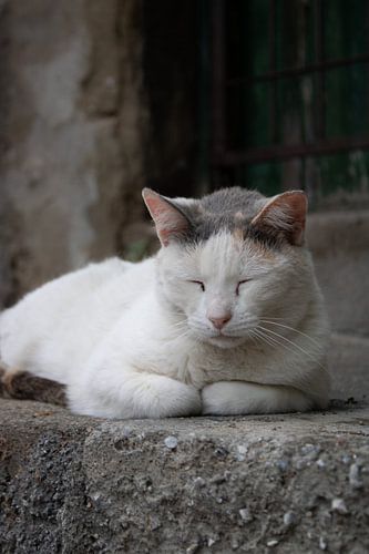 sleeping stray cat