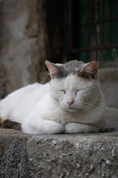 chat errant endormi par Lieve Sluijsmans