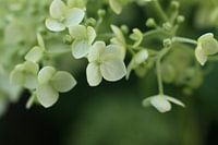 Flower | hortensia