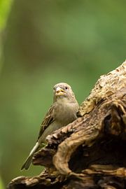 Moineau domestique sur Cynthia van Deudekom
