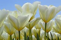 Weiße Tulpen im Zwiebelanbaugebiet/Niederlande von JTravel Miniaturansicht