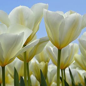 Tulipes blanches dans la zone de culture des bulbes/les Pays-Bas sur JTravel