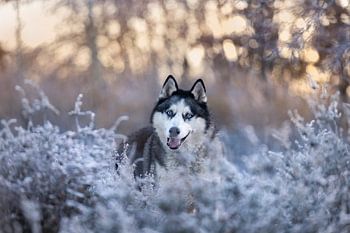 frozen morning husky