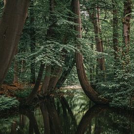 Arbre sur Arnold Maisner