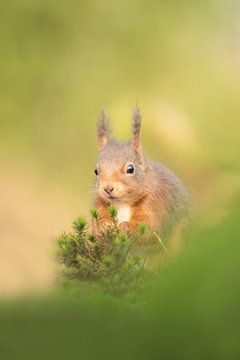 Squirrel in beautiful light in the forest by Francis Dost
