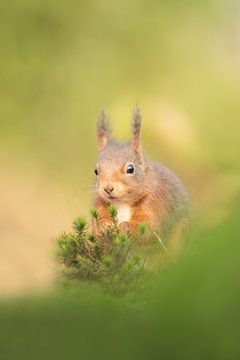 Eekhoorn in fraai licht in het bos van Francis Dost