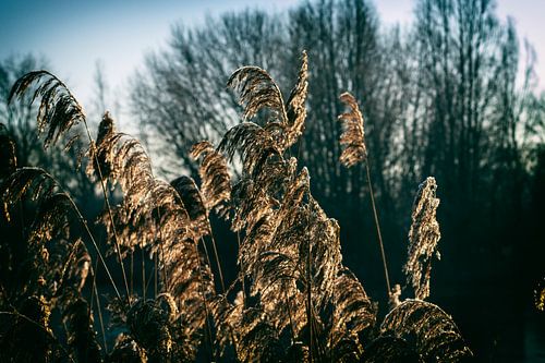 Koud rilt het riet