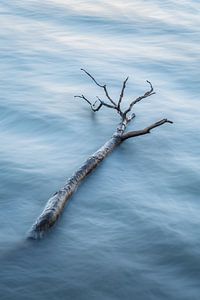 Treibholzkunst am Meer